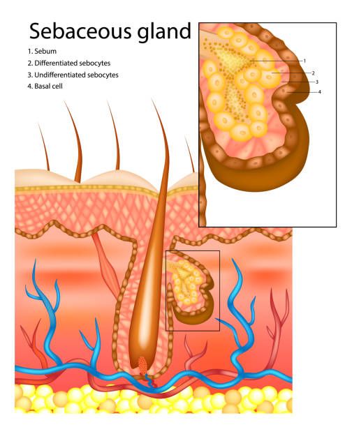 What are sebaceous filaments