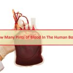 How Many Pints of Blood In The Human Body – Understand Your Body For a Healthy Life How Many Pints of Blood In The Human Body