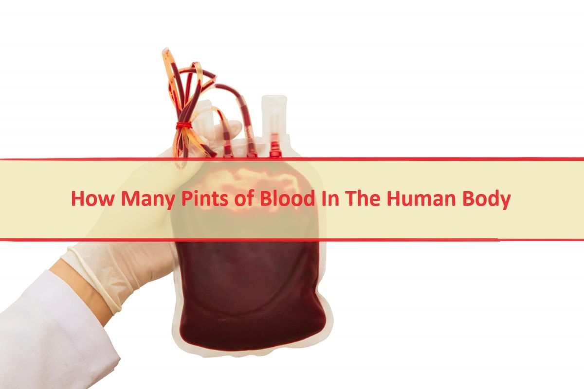 How Many Pints of Blood In The Human Body Understand Your Body For a Healthy Life