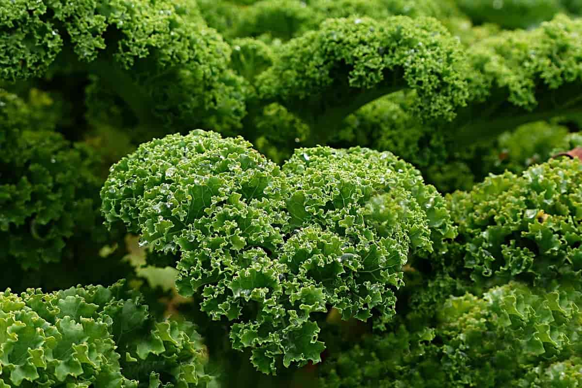 What is The Nutritional Value of Kale Nutritional-Value-of-Kale