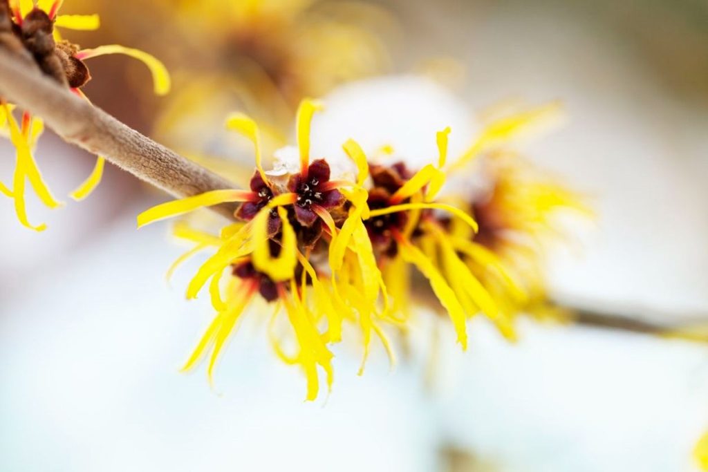 Witch Hazel
