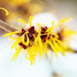 12 Amazing Uses for Witch Hazel Witch Hazel