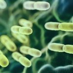 Do Probiotics Make you Poop and How to use Them? Do Probiotics Make you Poop