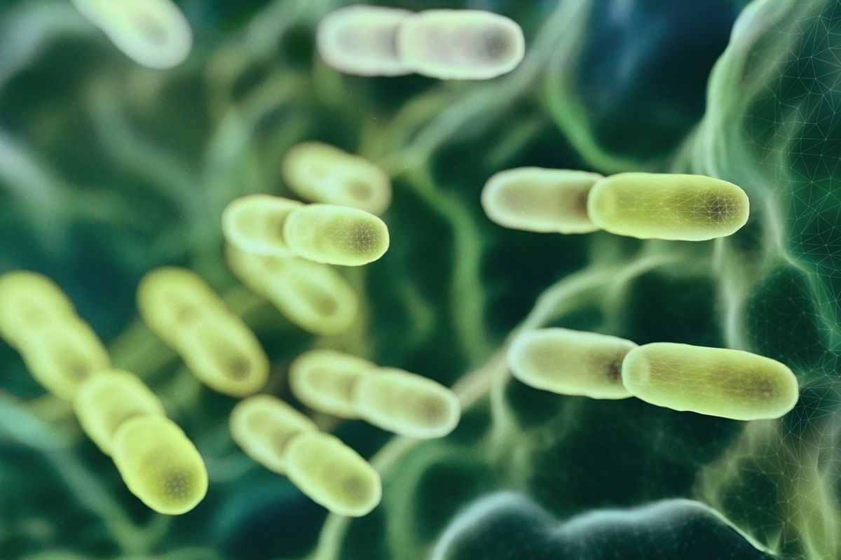 Do Probiotics Make you Poop and How to use Them? Do Probiotics Make you Poop
