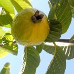 10 Easy Beginner Yoga Poses Guava Leaves
