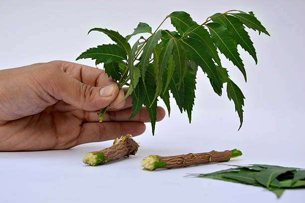 Neem
