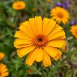 Tips For Highly Sensitive People Calendula