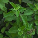 The Importance of Compromise In Relationships Tulsi