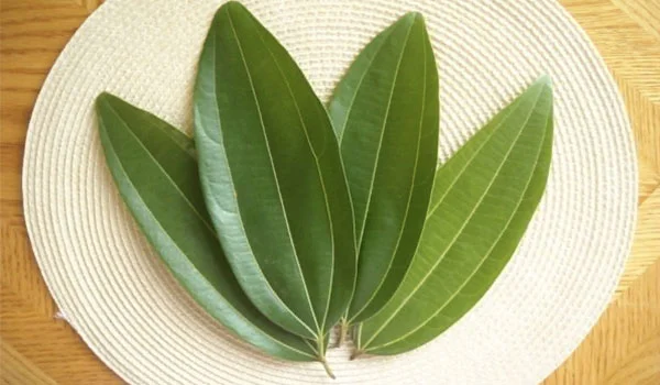 Mango leaves