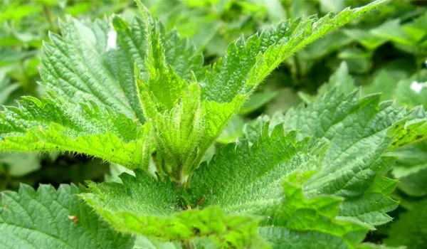 Nettle Leaf