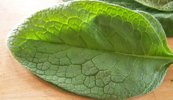 Comfrey