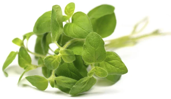 Oregano