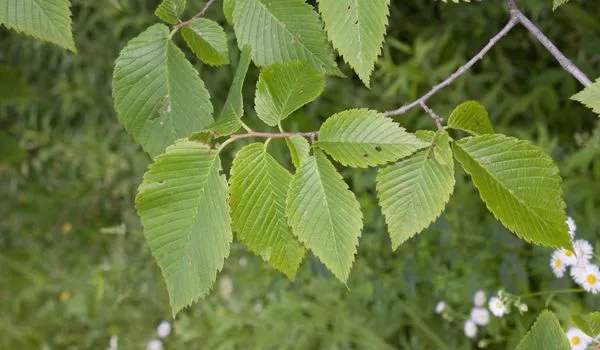 Slippery elm
