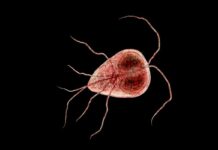 What Is Giardiasis? What Is Giardiasis