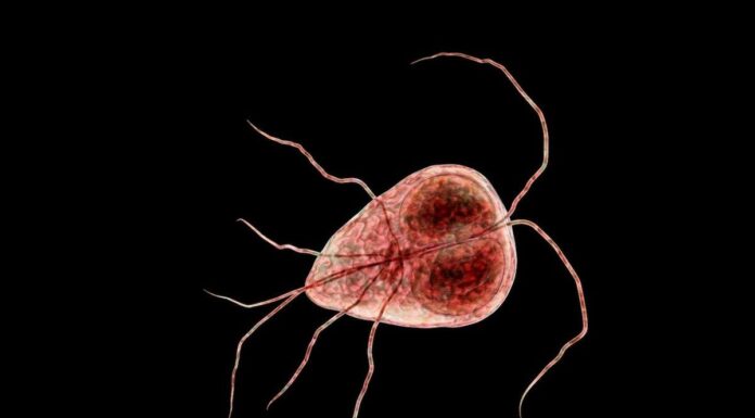 What Is Giardiasis? What Is Giardiasis