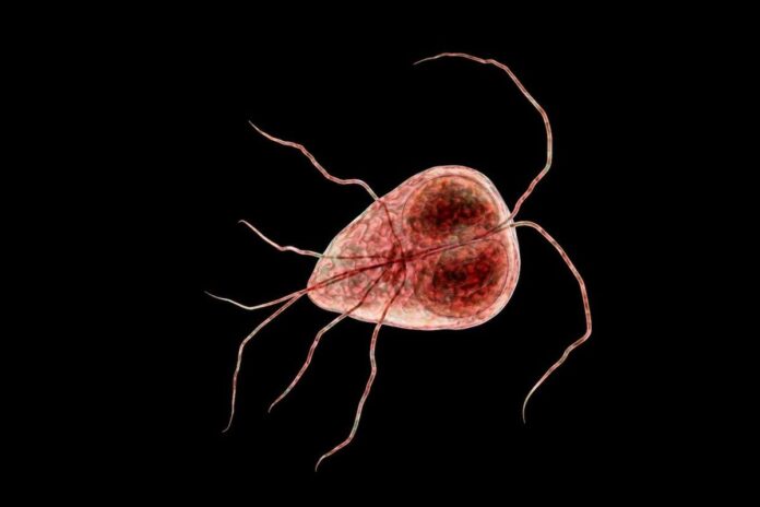 What Is Giardiasis