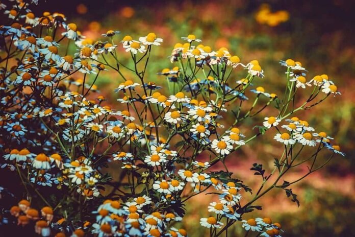 10 Medicinal Herbs You Should Start Growing Before Spring 10 Medicinal Herbs You Should Start Growing Before Spring